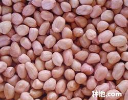 用什么方法花生能增产?