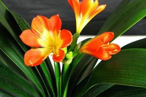 君子兰“夹箭”不要怕，做好这几点，花开的硬挺叶子还油...