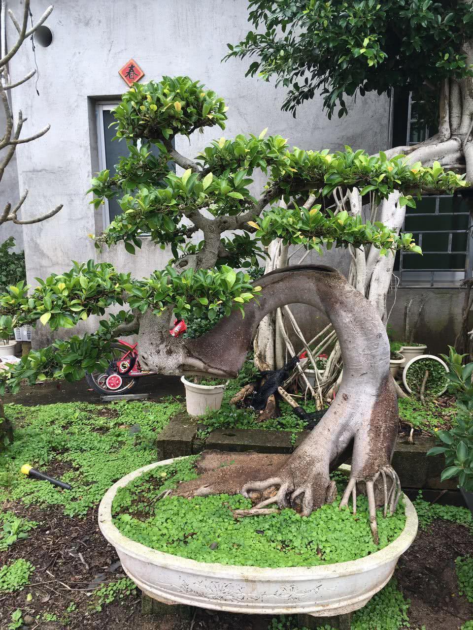 在家也能养棵树 长得挺拔好品相 给点水就能活