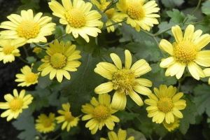 牙疼要人命?喝点“野菊茶”,过一会就不疼了