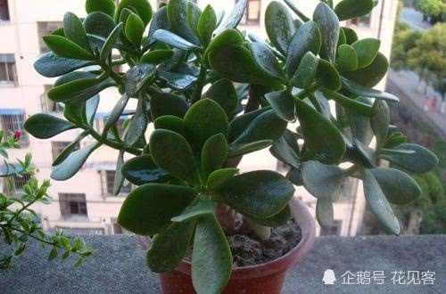 秋天玉树养护有技巧 熟知这3点 呼呼枝粗叶肥 玉树临风