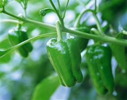 辣椒种子如何消毒?