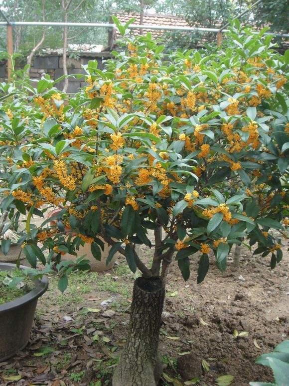 小小桂花用处可真多 晒干后 能泡茶也能做糕点
