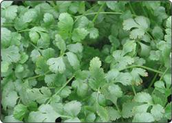 香菜如何无公害施肥?