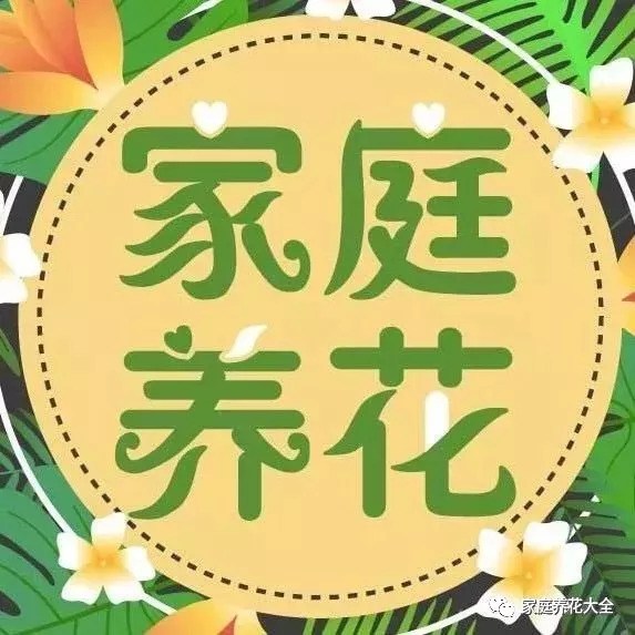 养兰花 牢记三少一多 保证花开刹不住
