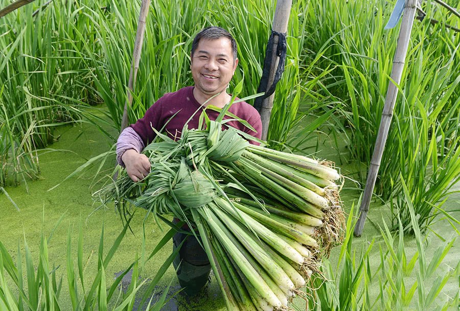 我国独有的水中蔬菜 曾被古人视为祸害 如今出口国外百元一斤