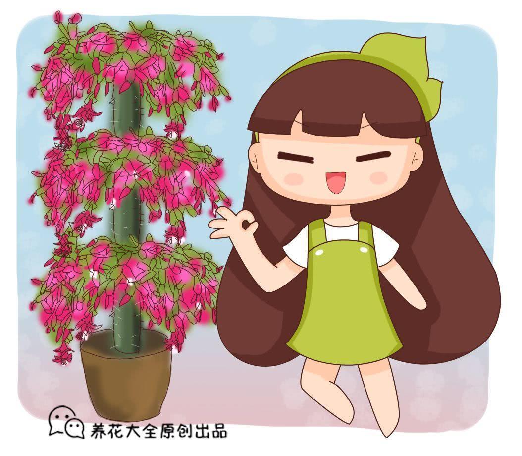 现在嫁接蟹爪兰 1招就能活 蹭蹭往外长新芽