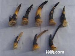 求：莲藕种植技术