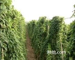 怎么预防山药畸形？