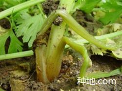 芹菜茎秆细长怎么办？