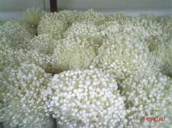 金针菇高效栽培新法