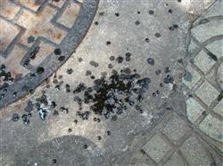 芒果梢枯流胶病如何防治
