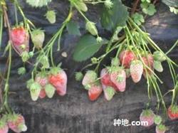 如何防治草莓白粉病?