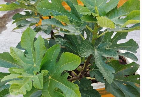 种无花果 用这两个小方法 一年就枝繁叶茂 来年结果满枝