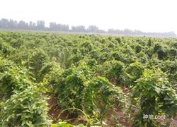 山药施肥要怎么样施呢？