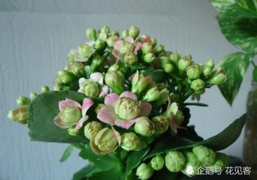 长寿花入秋要这样修剪 再喝点孕蕾汤 植株饱满 花苞成簇