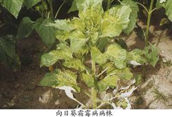 怎么样栽培向日葵?