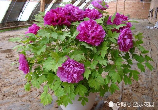 牡丹花疏蕾 别做错了 否则牡丹长不大