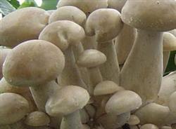 草菇早期与延期高产栽培技术