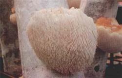 猴头菇(菌)栽培技术