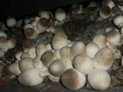 草菇幼菇死亡探秘