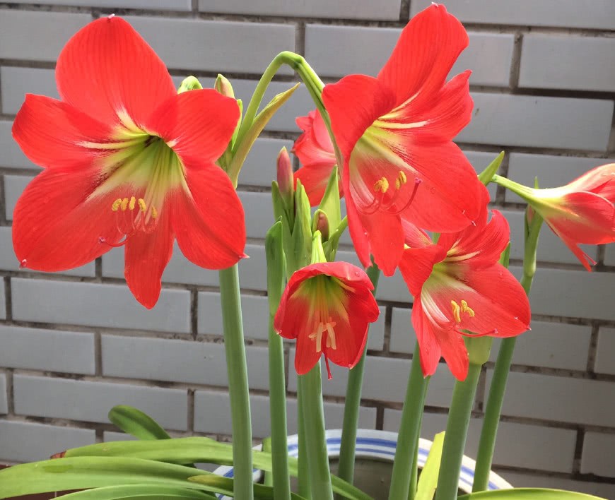 秋天种上这两种花 一粒球扔进盆 来年花儿开满盆 花大色艳