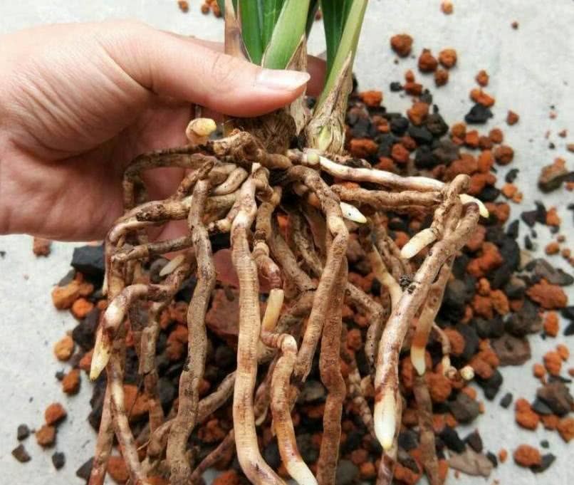 每年回家都要折腾下院子里的这个宝贝 开花的颜色跟大钞不相上下