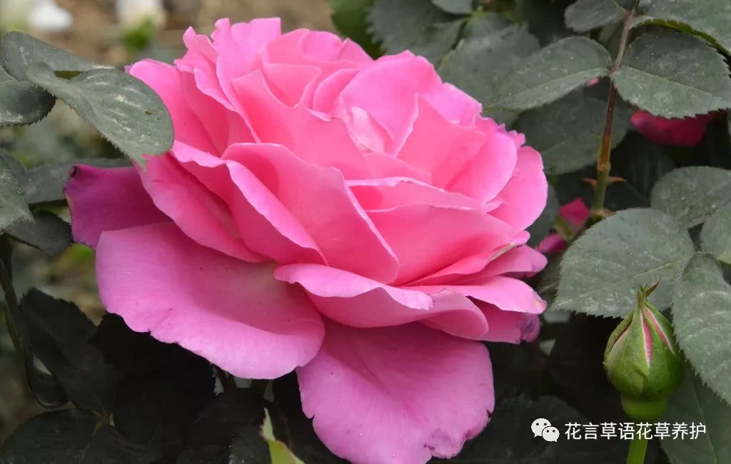 月季开花越来越小 原因在这里
