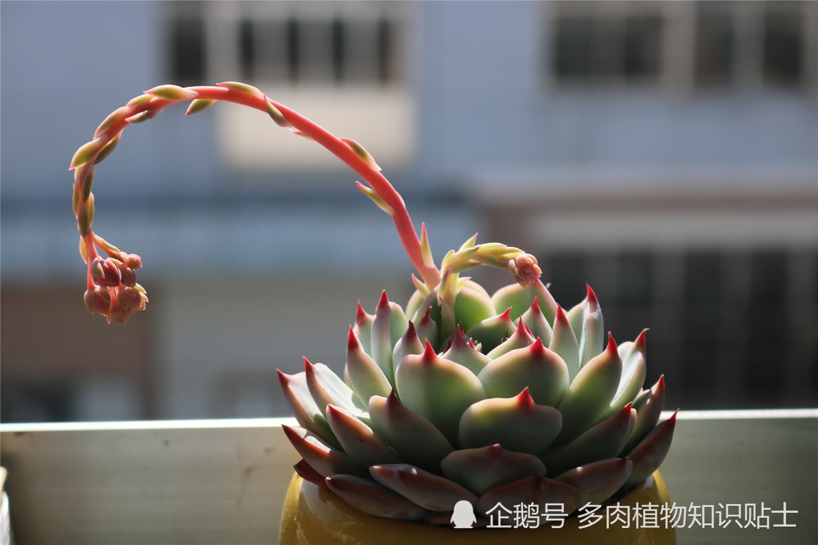雨后艳阳天 这个多肉花园真热闹