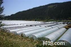 大棚种芹菜怎么应对灾害天气?