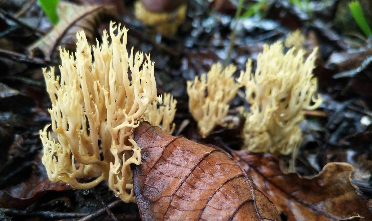 此物只在雨后出现 长得像一把扫帚 卖得比肉还贵没几人吃过