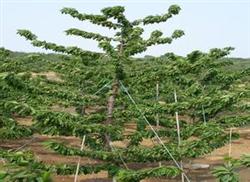 大樱桃采收后不要放松管理
