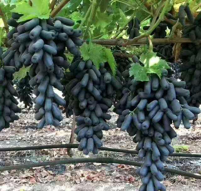 在家中盆蓝宝石 沾土就能活 来年吃上新鲜水果