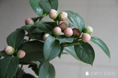 秋天给茶花施肥要有技巧 7天喂次它 十一花开又大又艳