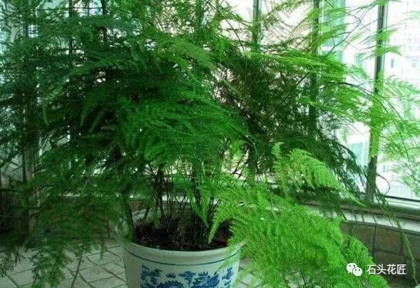 张大爷养文竹10年 1月加点它 年年开花成了翡翠球
