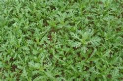 茼蒿的田间管理措施技术要点