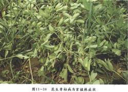 花生青枯病的发生与防治