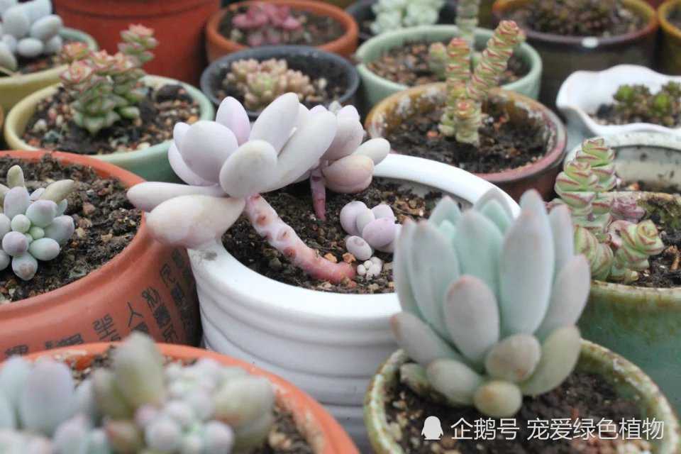 实拍露养了8天的多肉 雨后就是太阳 还好没有错过
