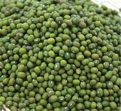 绿豆冬季防虫有良方