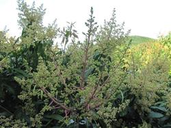 芒果保花保果的关键措施