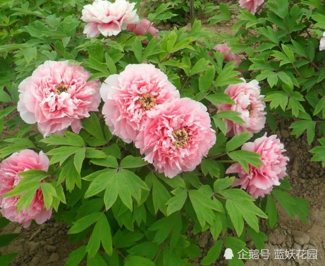 别让你的牡丹花死在夏天 牡丹花安全度夏的技巧