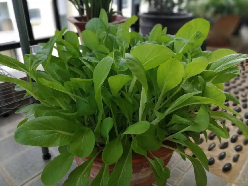 阳台种菜 用一个小技巧 菜从瘦弱徒长 变得又大又肥又茂盛