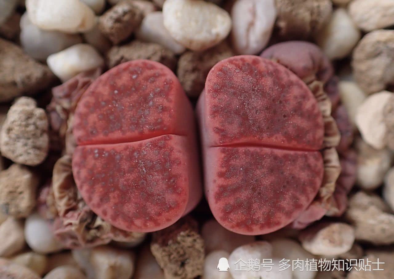 聊聊生石花小苗与温度 番杏科多肉日常养护经验