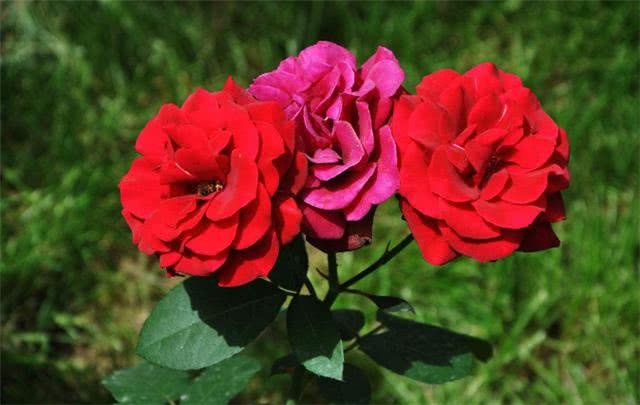 用雨水还是自来水浇花 听内行人说完 花友发现浇错了