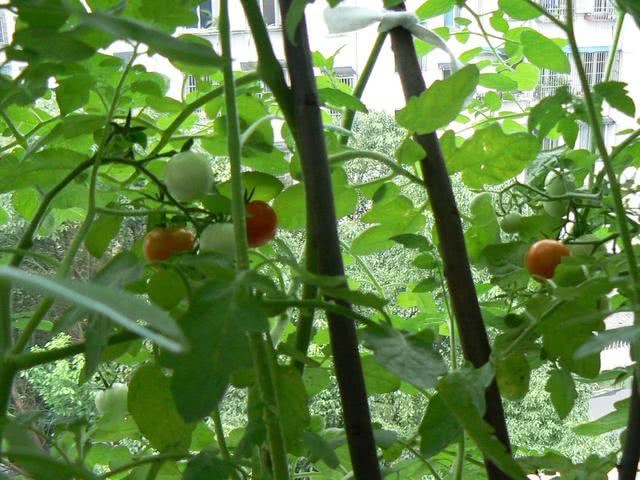 阳台种植的小西红柿不结果 用这个方法一个月就能见效