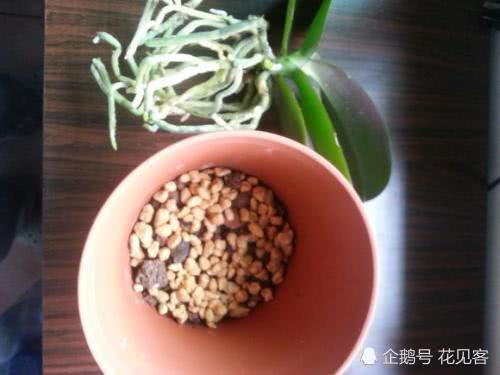 养花要有技巧 盆土里丢入这3种它 盆土不板结 花开满枝