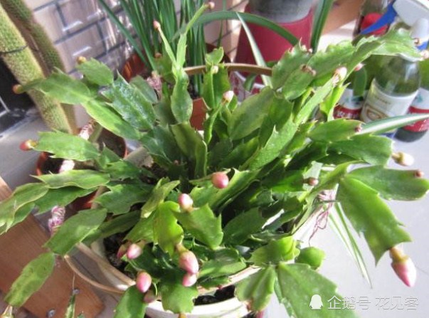 入秋养蟹爪兰用这种垃圾水 茎叶饱满翠绿 花开满枝头