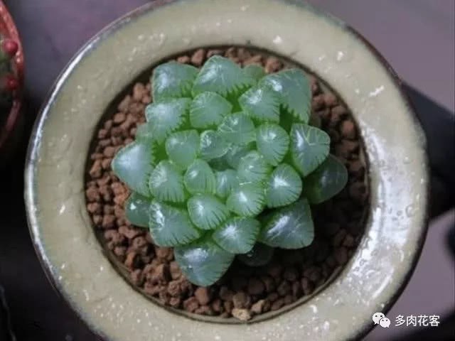 玉露多肉叶片出现干瘪是什么原因导致的？该如何解决？