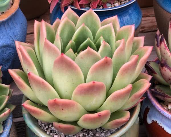 多肉植物修根后就上盆？根系容易腐烂 要避免
