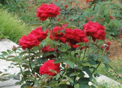 月季入秋又现蕾 埋点这种开花肥 花蕾超大 呼呼爆满盆